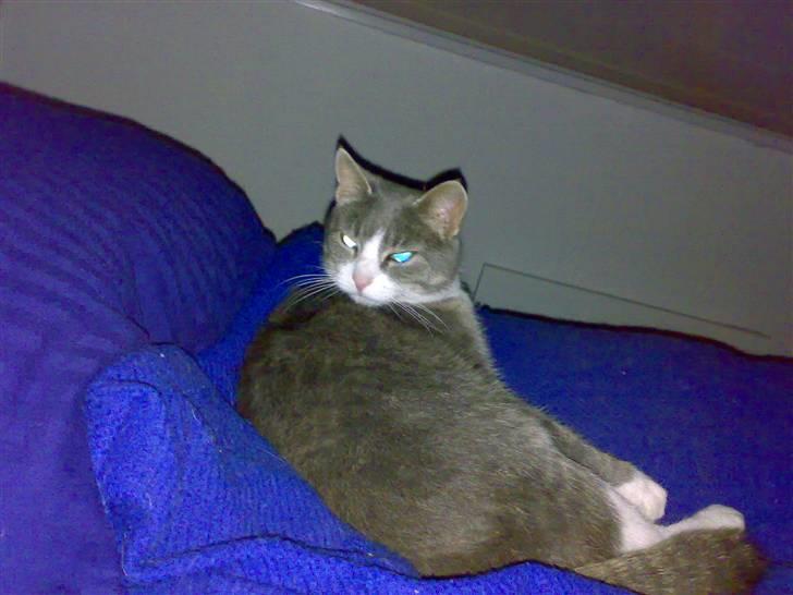 Blanding af racer Mivsen billede 6