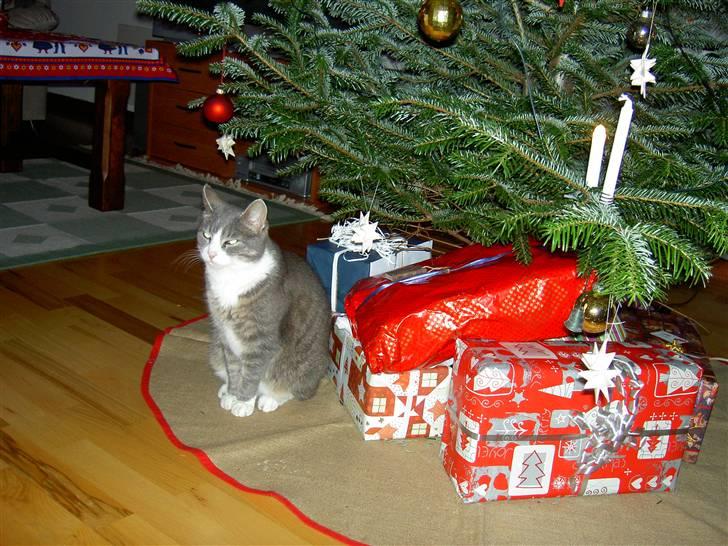 Blanding af racer Mivsen billede 7