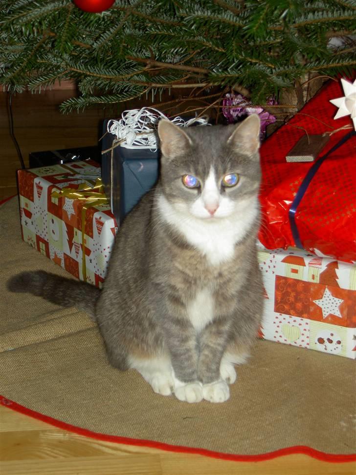 Blanding af racer Mivsen billede 8