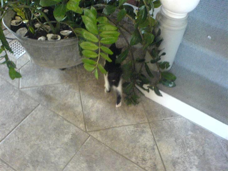 Huskat bohh Aflivet  billede 1