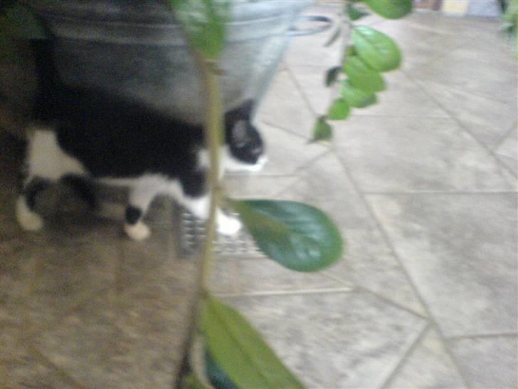 Huskat bohh Aflivet  billede 2