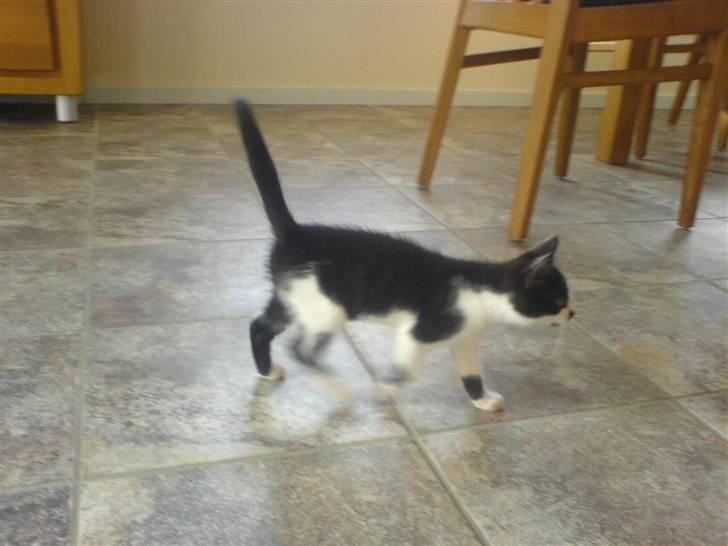 Huskat bohh Aflivet  billede 4