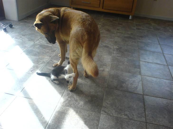 Huskat bohh Aflivet  billede 5