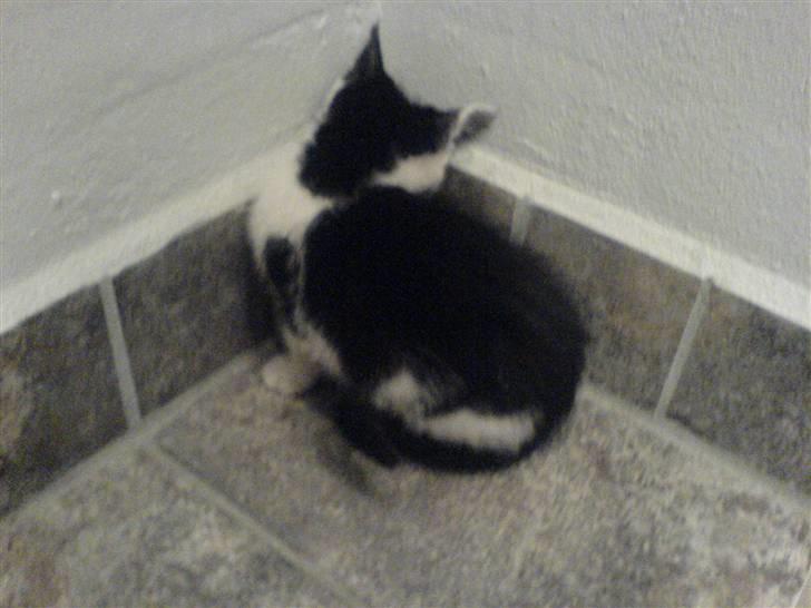 Huskat mogson-DØD- Savn billede 1