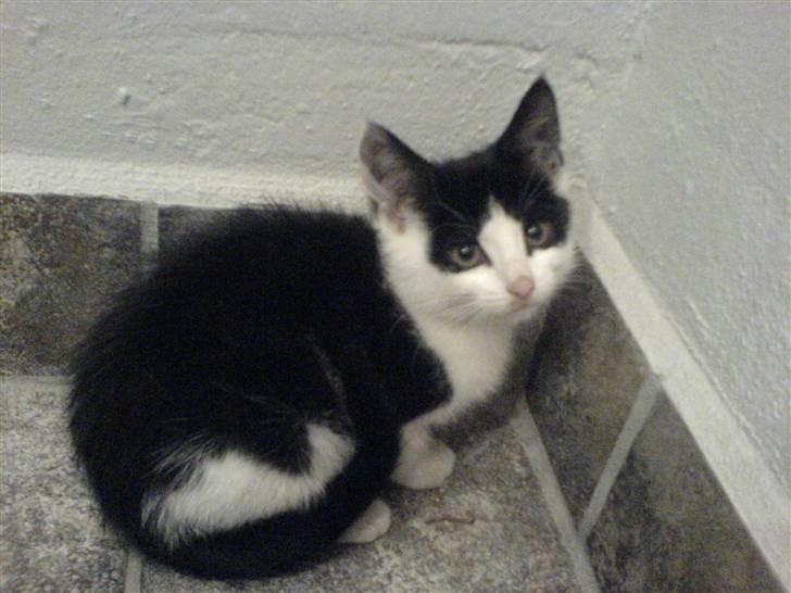 Huskat mogson-DØD- Savn billede 2