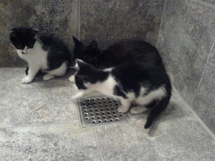 Huskat mogson-DØD- Savn billede 3