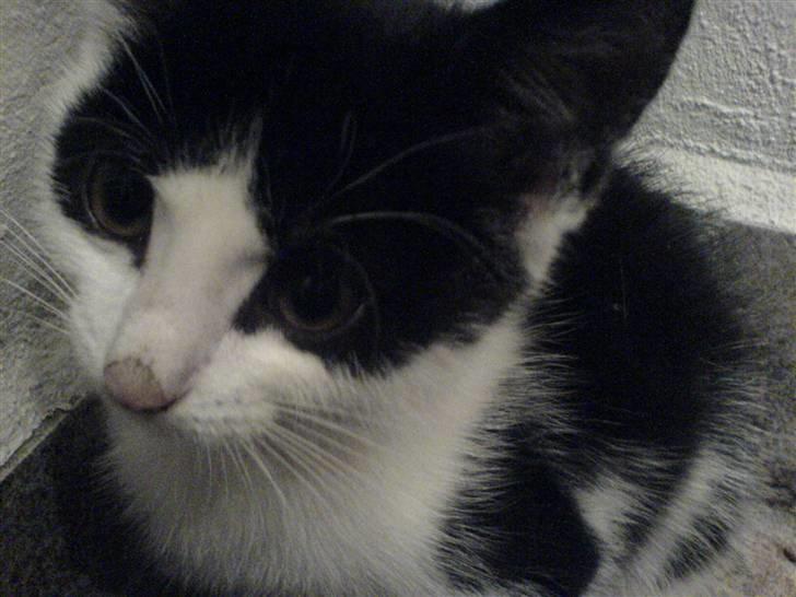 Huskat mogson-DØD- Savn billede 4