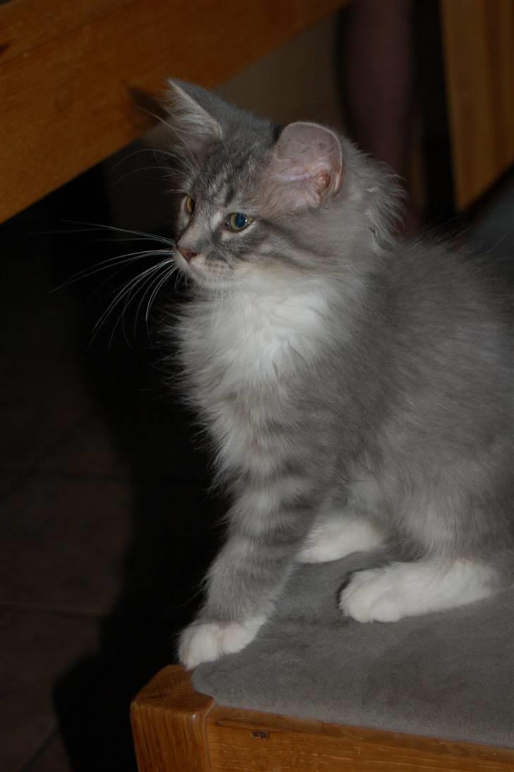 Norsk Skovkat Ronja - Ronja bliver bare smukkere og smukkere.. billede 6