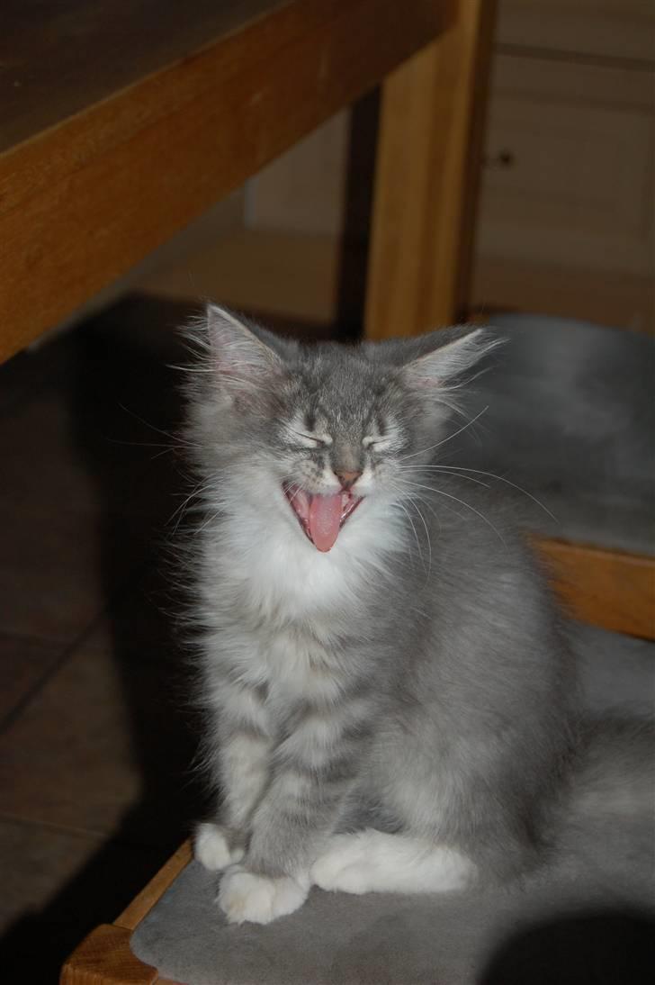 Norsk Skovkat Ronja - ihhh mor jeg er træt... billede 7