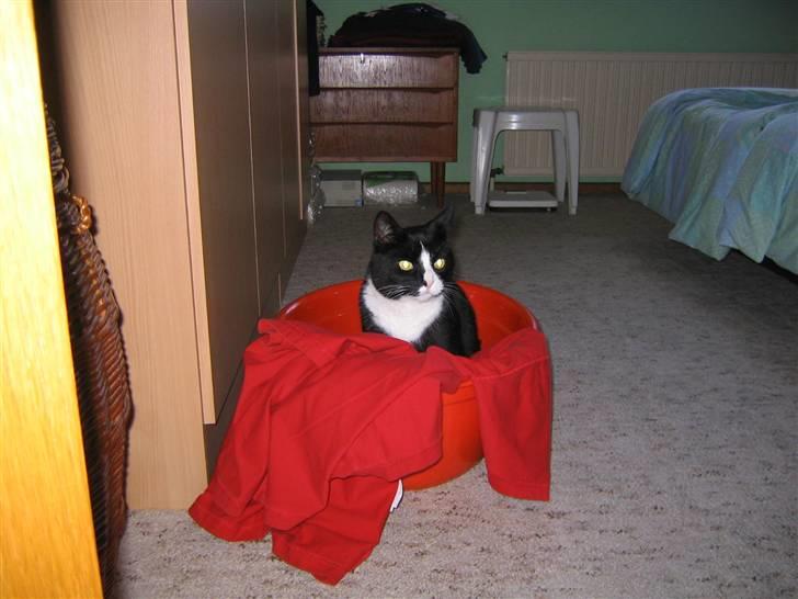 Blanding af racer Hermann - Vasketøjet skal jo også klares..... billede 15