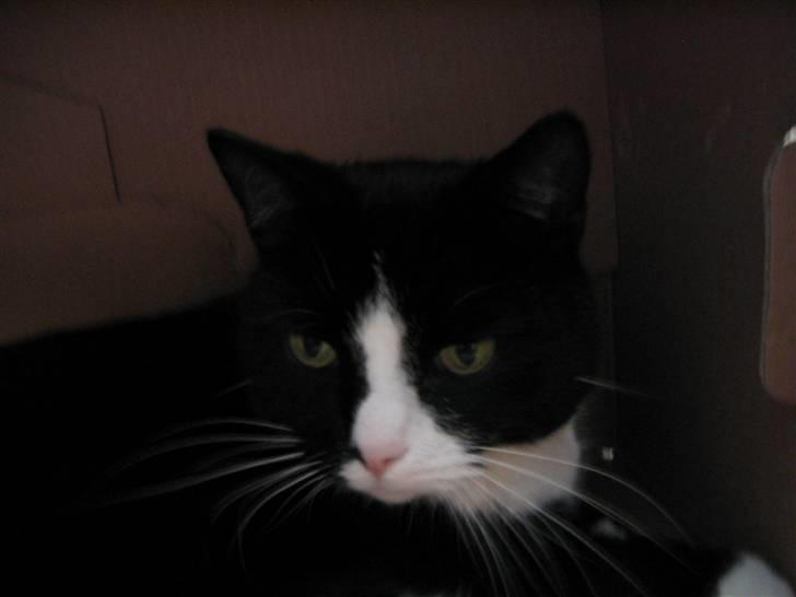 Blanding af racer Hermann billede 16