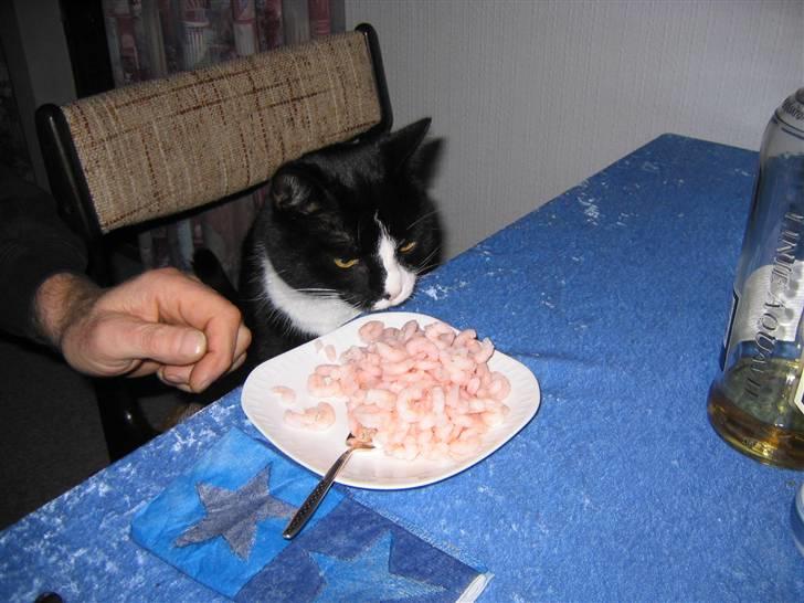 Blanding af racer Hermann - Uhmmmm, rejer er min livret. billede 17