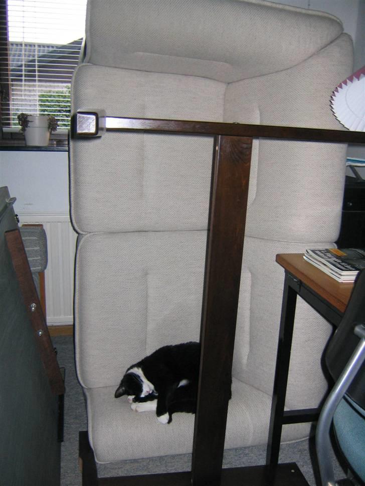 Blanding af racer Hermann - De mennesker er mærkelige. Hvorfor vender de sofaen? Nå, men jeg kan da sove her alligevel.... billede 18