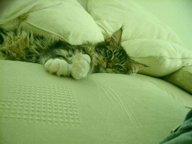 Norsk Skovkat Rofus - . rauw..  billede 6