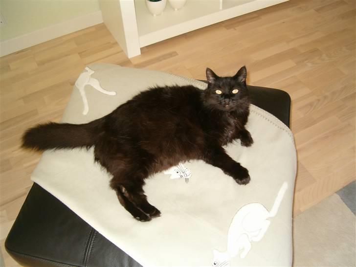 Huskat Daysi - Juli 2007 billede 14