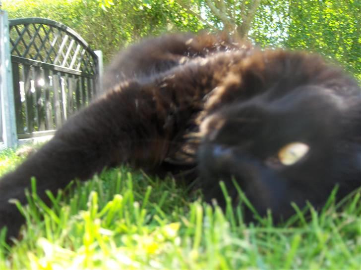 Huskat Daysi - August 2007 billede 15