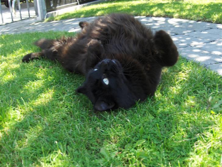 Huskat Daysi - August 2007 billede 16