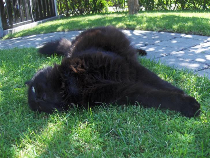 Huskat Daysi - August 2007 billede 17