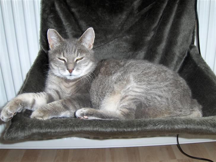 Huskat Dysse - August 2007 billede 19