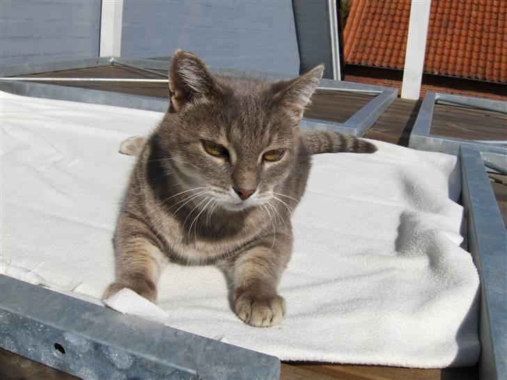 Huskat Dysse - August 2007 billede 20