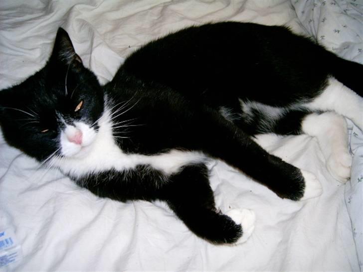 Huskat Flipper billede 1