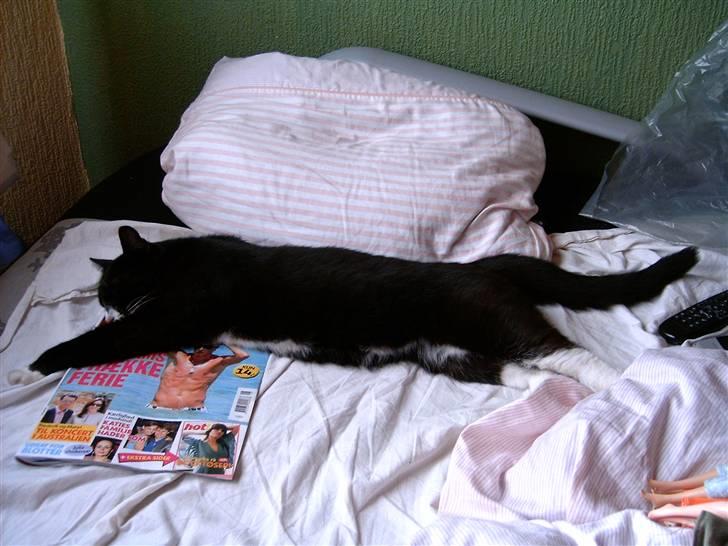 Huskat Flipper billede 2