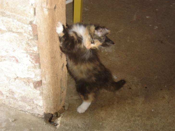 Blanding af racer Pjuske - Kradsepræt billede 6