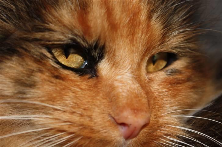 Blanding af racer Pjuske - #NYT# billede 7