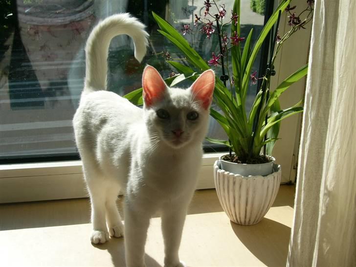 Huskat Bølle - Nu er jeg ved at være en stor og flot kat og fræk er jeg stadig ;-) billede 8