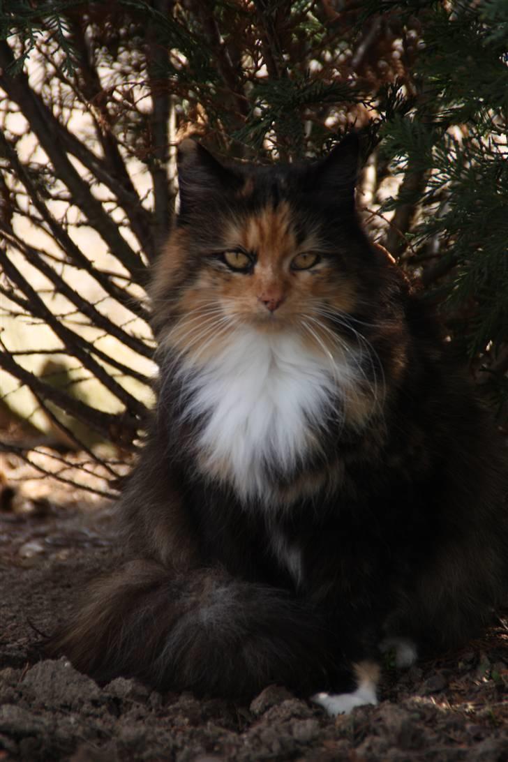 Blanding af racer Pjuske - NYT billede 8