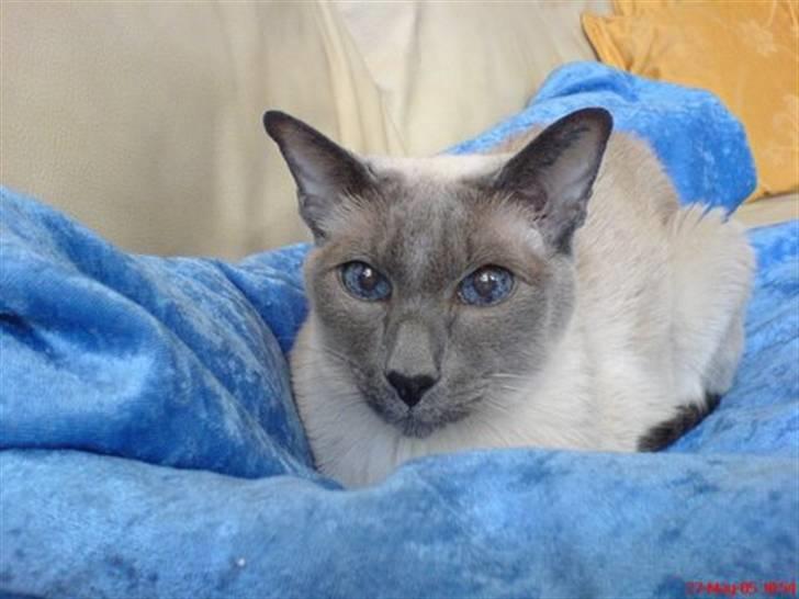 Siameser Fie  Død 10-o4-08.  20 år - Mors smukke kat :) billede 1