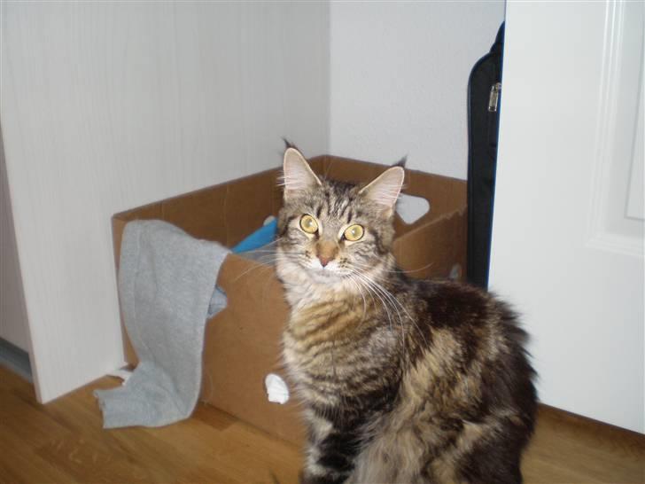 Maine Coon Sally billede 13