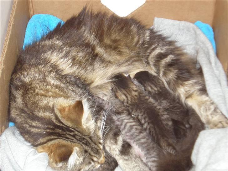 Maine Coon Sally - sally med sine 6 nyfødte killinger! billede 14