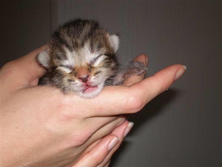 Maine Coon Sally - lille bitte baby.. er han ikke bare skøn?? billede 15