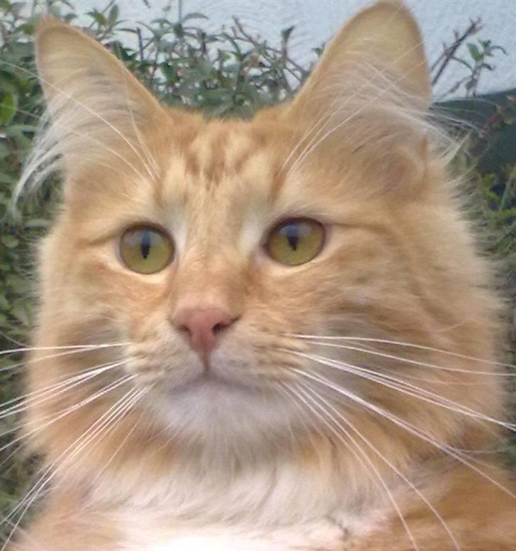 Norsk Skovkat DKJohnsen Ildtigeren Imix - Uh alle de fugle er sjove! billede 7