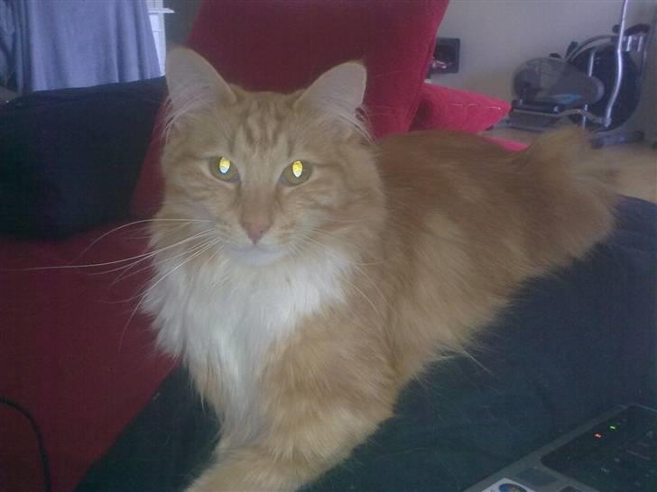 Norsk Skovkat DKJohnsen Ildtigeren Imix - Ligger og flader ud på mors ben - Nøj han er tung! billede 8