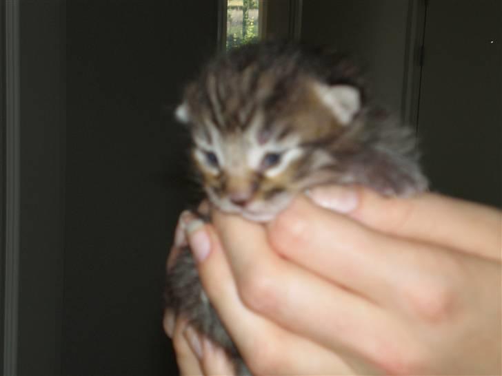 Maine Coon Sally - er jeg ikke sød???+(-: billede 16