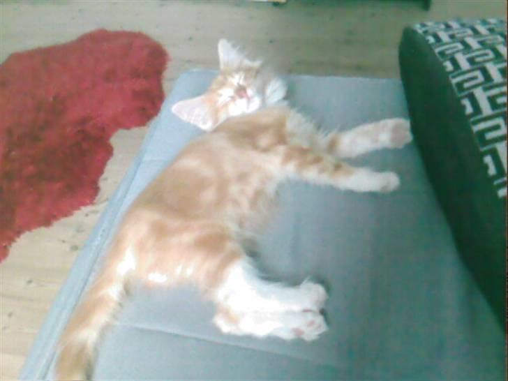 Norsk Skovkat DKJohnsen Ildtigeren Imix - Som killing - Sikke et bette pjevs! billede 9