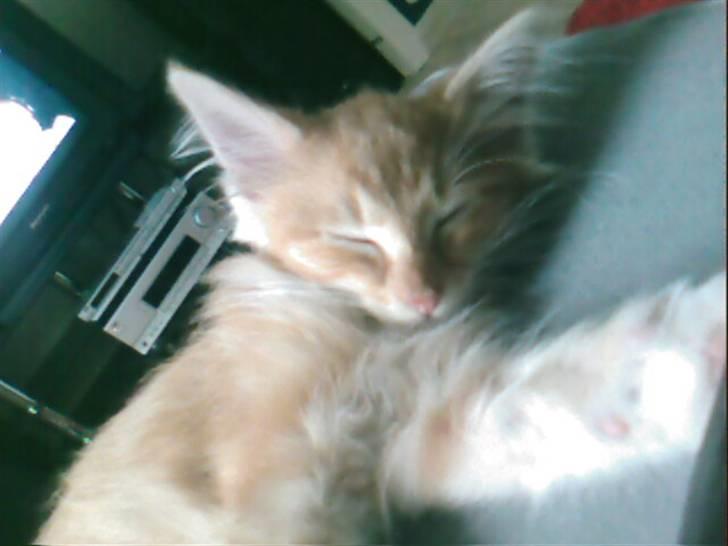 Norsk Skovkat DKJohnsen Ildtigeren Imix - Et par dage efter vi fik ham. billede 10