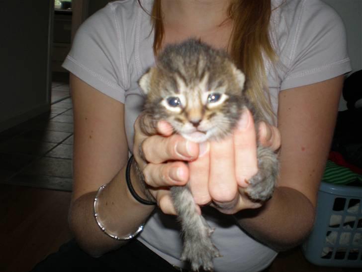 Maine Coon Sally - "jeg kan se, jeg kan se!!!!!!!!!!!!!!!" billede 17