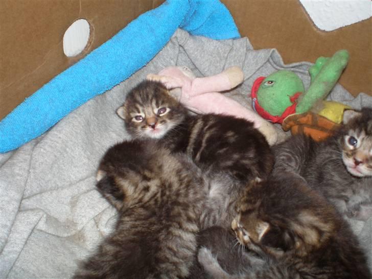 Maine Coon Sally - de små pus, så dejlige!! billede 18