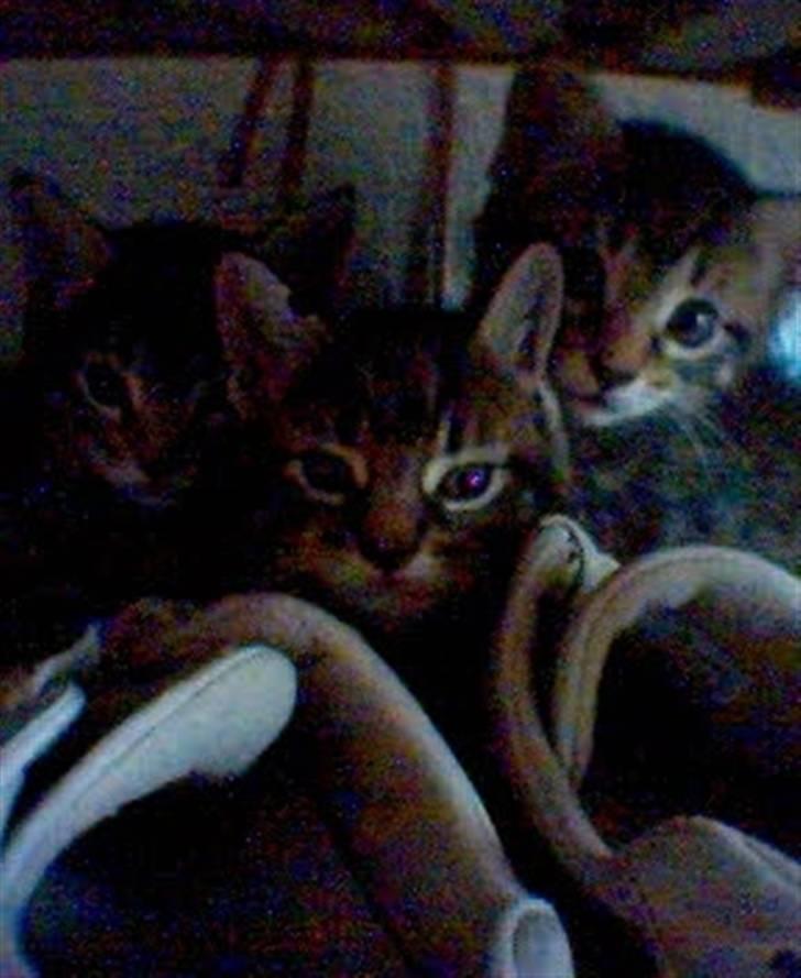 Maine Coon Sally - tre af de smukke killinger "vi gemmer os" hehe billede 20