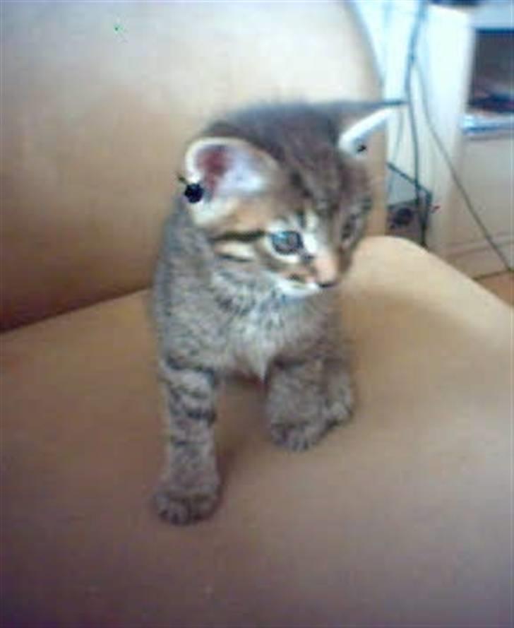 Blanding af racer lucifor billede 1