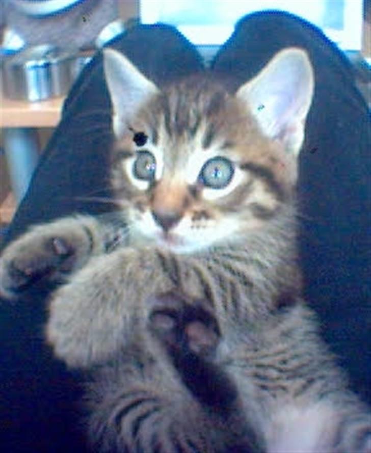 Blanding af racer lucifor billede 3