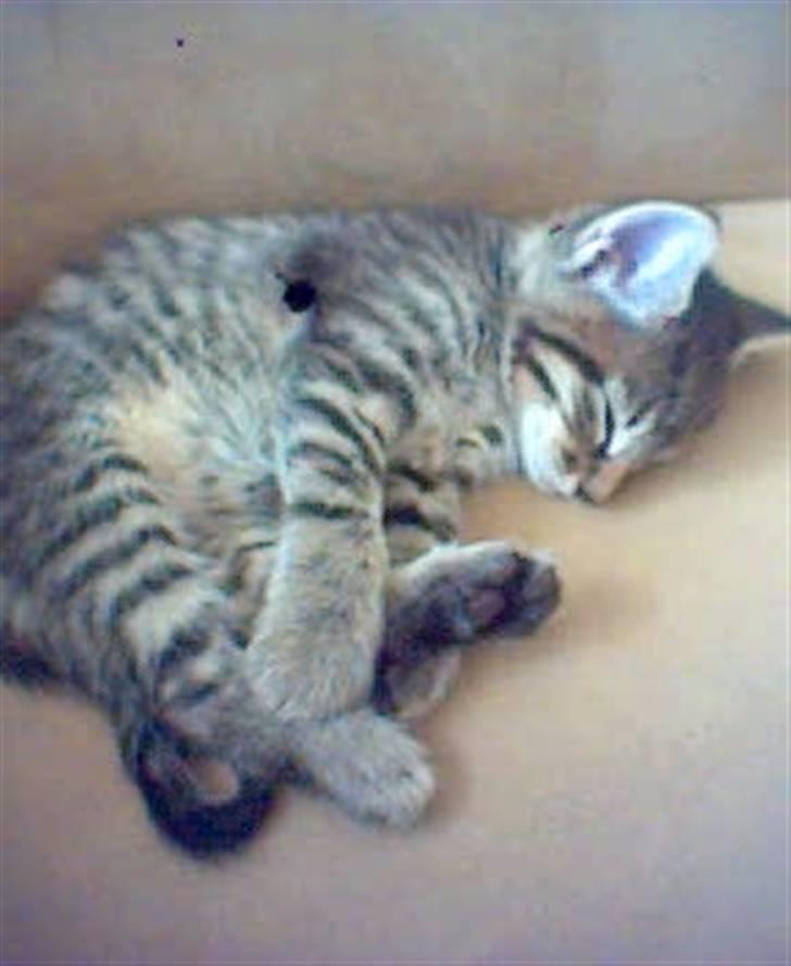 Blanding af racer lucifor billede 4