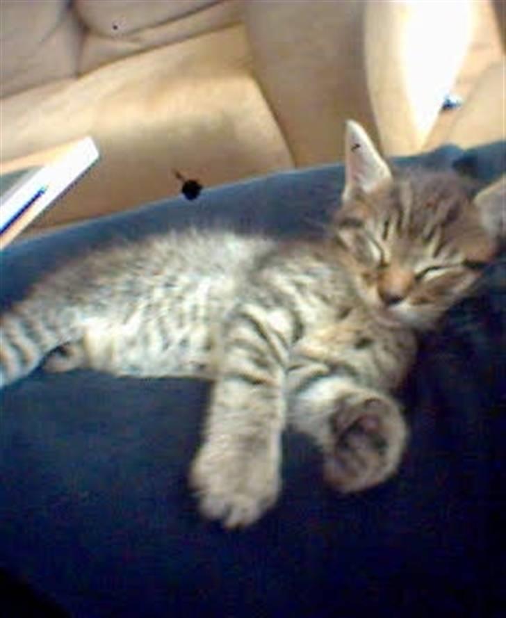 Blanding af racer lucifor billede 5