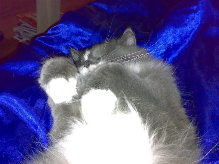 Blanding af racer Bine billede 6