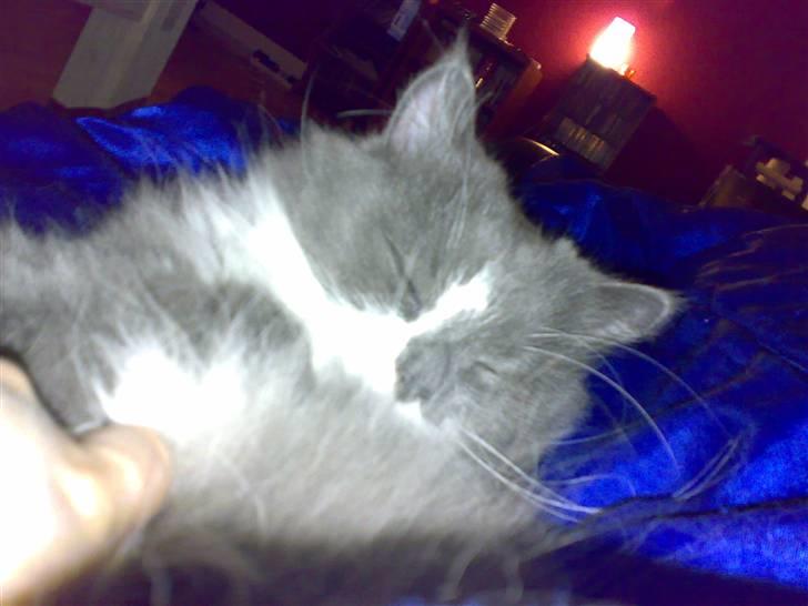 Blanding af racer Bine billede 7