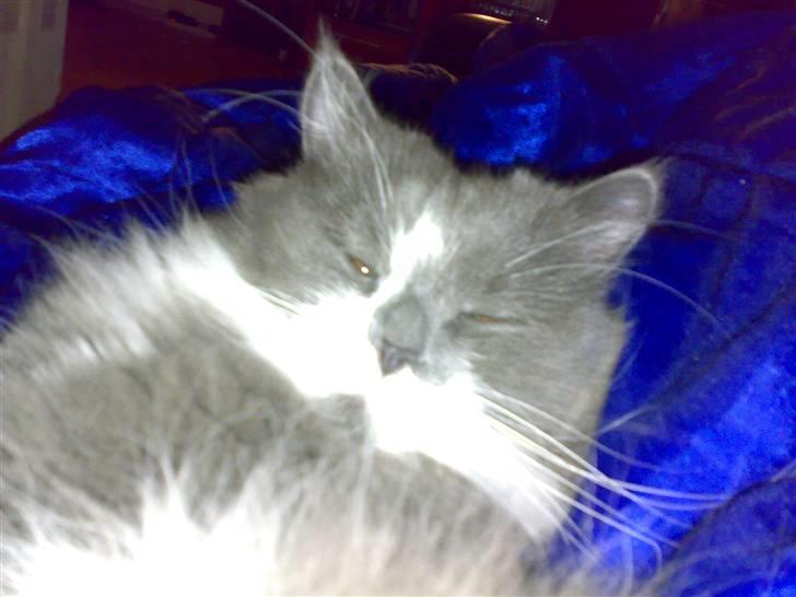 Blanding af racer Bine billede 8