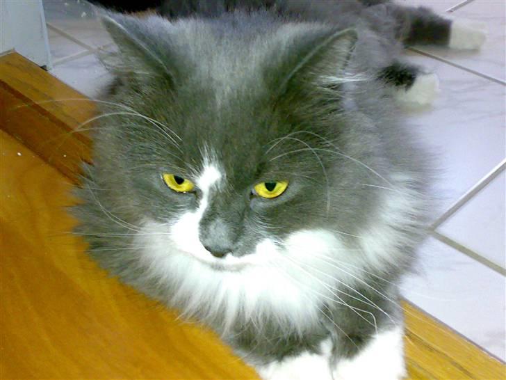 Blanding af racer Bine billede 9